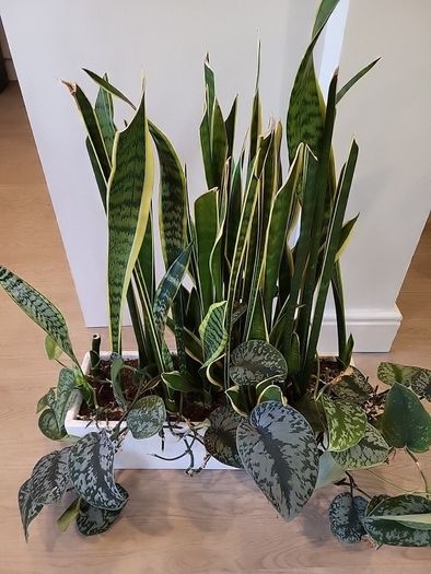 Sansevieria Laurentii planter