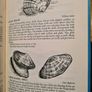 Fifty Sea Shells From. Herm Island. By Jill. S. Kendrick. Image 7