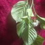 Selection 5 - 2 x White Rose Garlands Garland  Fake Artificial Flowers   with 17 flowers on each , approx 2.5m long each Wedding Arch Image 6