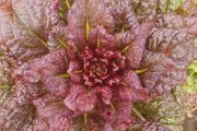 Lettuce 'Rosela' - Irish Seed