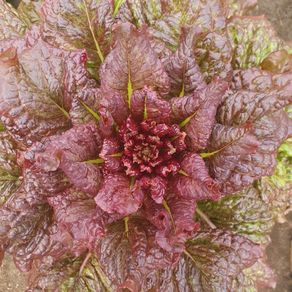 Lettuce 'Rosela' - Irish Seed