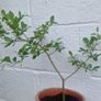 tree Image 3