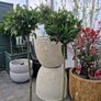 Bay tree Image 2