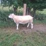 Pb registered texel hogget Image 2