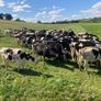 23 FR weanling bulls February/march 26 calves Image 6