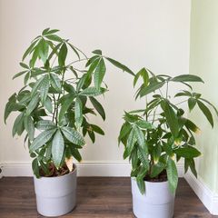 fortune tree