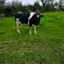 British Fresian springing heifers Image 7