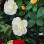 Quality Roses just 15 euro Image 2