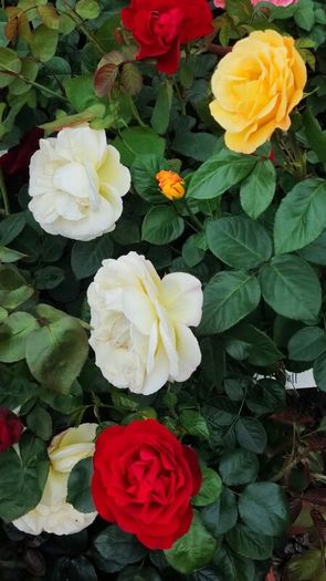 Quality Roses just 15 euro