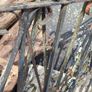 Metal Gates (Double Gate) in Kildare! Image 7