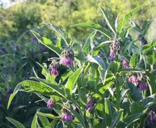 Comfrey Roots, Crowns & Plants - Watch Video