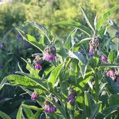 Comfrey Roots, Crowns & Plants - Watch Video