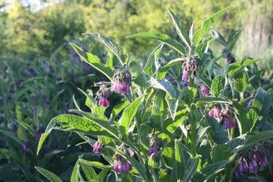 Comfrey Roots, Crowns & Plants - Watch Video