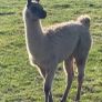 Llama trio for sale Image 4
