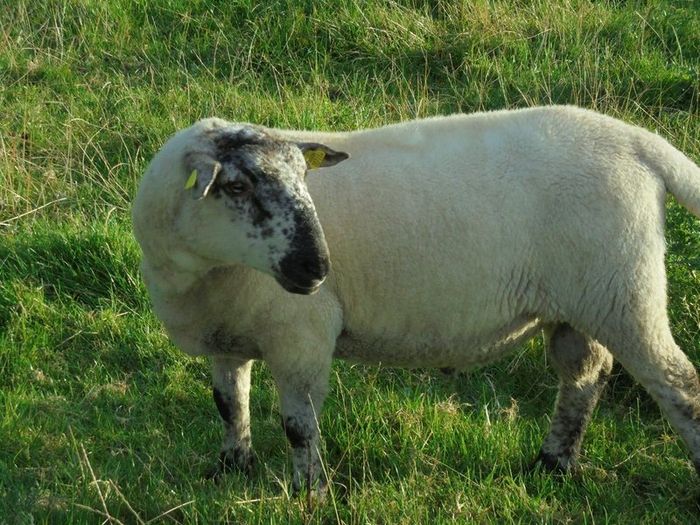 Vasectomised  Horned Teaser Rams