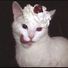 Jullianellee