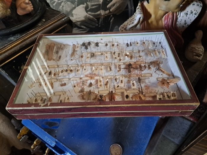 Antique Insects Display