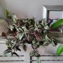 Trailing plants. Image 9