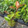Golden and Green Privet Hedging One Euro Image 9