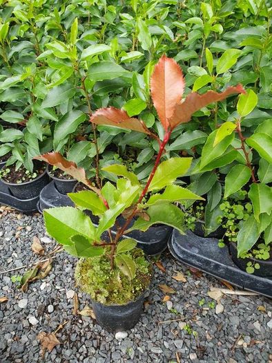 Golden and Green Privet Hedging One Euro