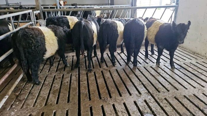 Weanlings