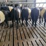Weanlings Image 8