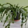 christmas cactus Image 3
