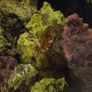 marine fish tank Image 5