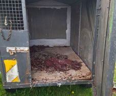 Dog trailer