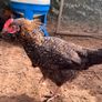 Easter Egger Rooster For Sale Image 3