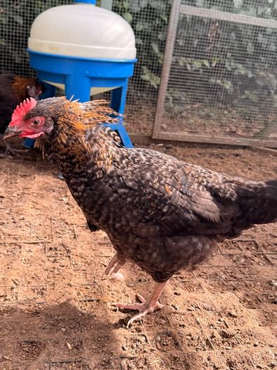 Easter Egger Rooster For Sale