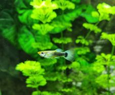 guppy fish fry
