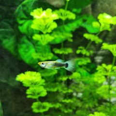 guppy fish fry
