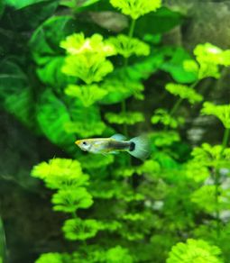 guppy fish fry