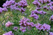 Verbena banariensis