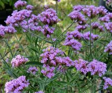 Verbena banariensis
