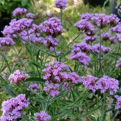 Verbena banariensis