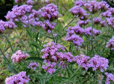 Verbena banariensis