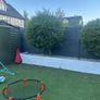 Buxus Lollipop Trees x 4 Image 4
