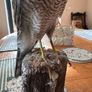 taxidermy sparrowhawk Image 2