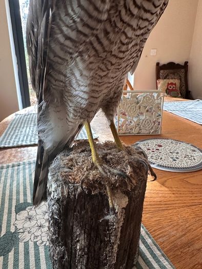 taxidermy sparrowhawk