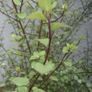 Pittosporum Image 3