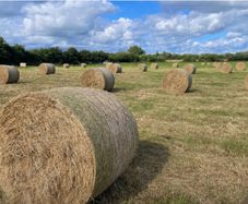 Hay