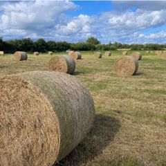 Hay