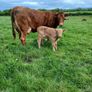 Cows and calfs Image 5