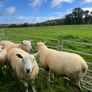 Texel hogget rams Image 4