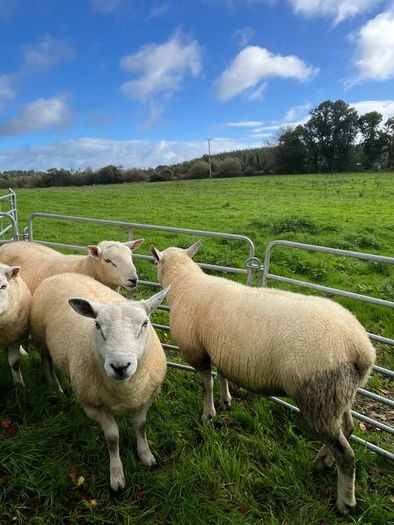 Texel hogget rams