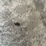 silver grey rug Image 3