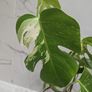 Monstera Albo Variegated - house plant - indoor plant Image 4