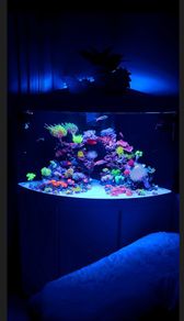 Juwel Trigon Aquarium
